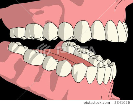 永久牙列 2841626