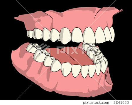 Permanent dentition Permanent dentition 2841633