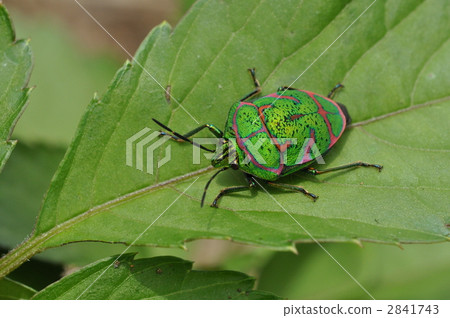Beautiful too beautiful bug 2841743