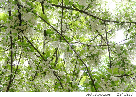 May Egonoki · Egonomaceae 18 2841833