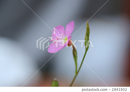 晚上化妝 2841932