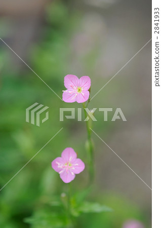 Evening makeup 2841933