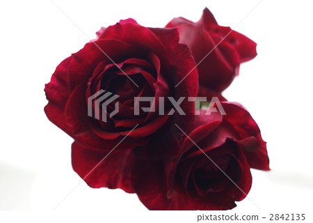 Rose flower Papa Meian Rose flower Papa Meian 2842135