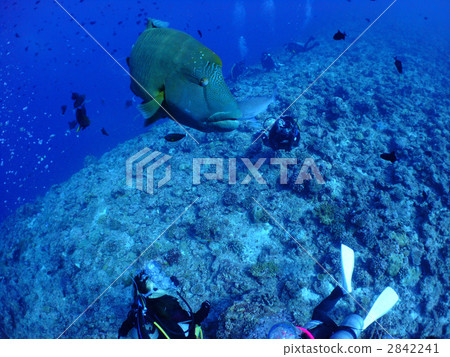 拿破崙潛水拿破崙魚眼鏡 2842241