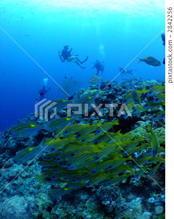 Yosuji Fudai Scuba diving diving fish herd 2842256