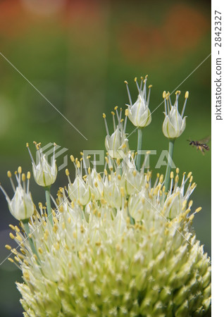 Green onion [green onion shaved] mini green onion shaved 2842327