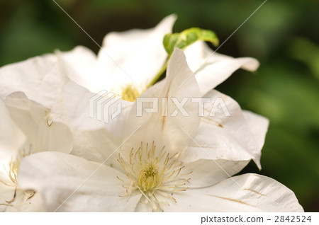 鐵線蓮花 2842524