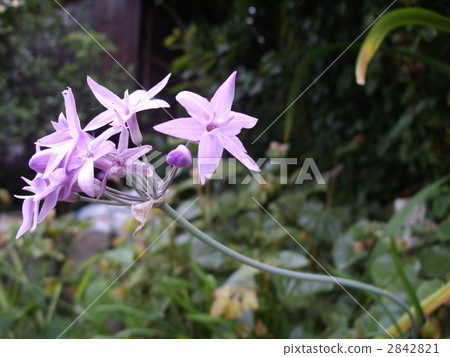 紫色 花瓣 蓓蕾 2842821