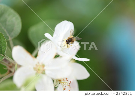 Congratulations - pollination of apples 2842831