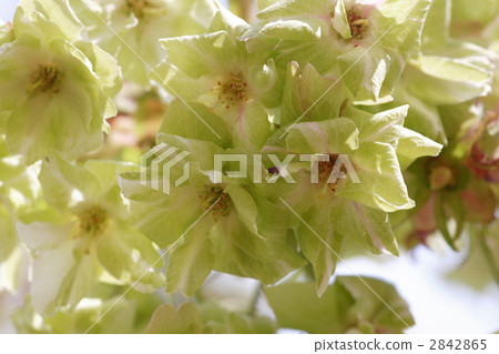 Gyoikou Sakura 2842865