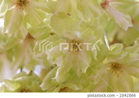 Gyoikou Sakura 2842866