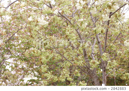 Gyoikou Sakura 2842883