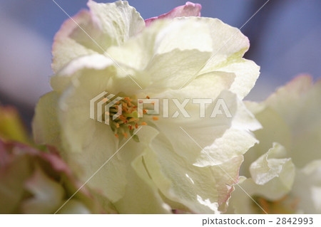 Depression golden cherry tree 2842993