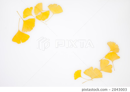 Gingko and text space Gingko and text space 2843003