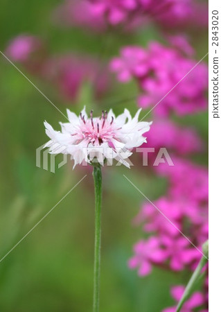 Yagurumagiku 006 2843020