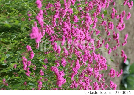 Musi Trinadecico 002 2843035