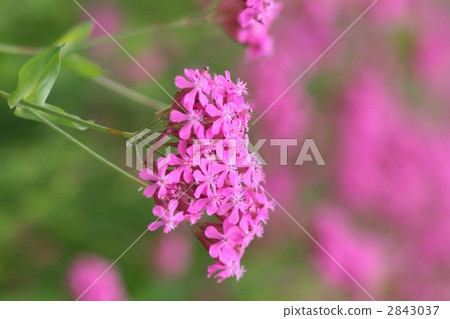 Musi Trinadesico 004 2843037