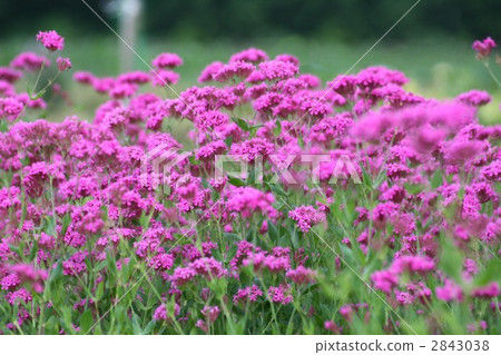 Musi Trinadesico 005 2843038