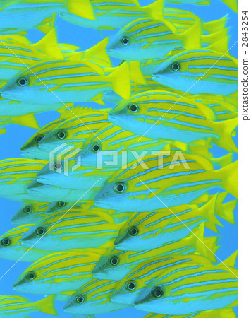 Flock of Yosugefedai 2843254