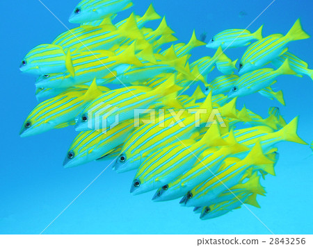 Flock of Yosugefedai 2843256