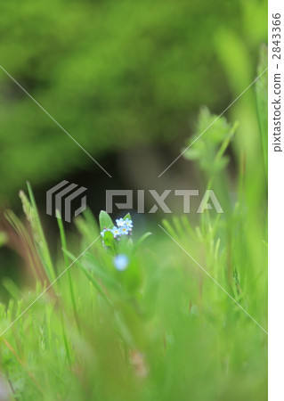 忘了草(Wasenagusa) 忘了草(Wasenagusa) 2843366