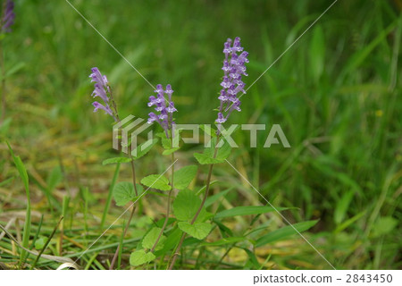 黃芩 黃芩 2843450