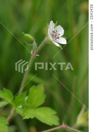 元野翔子 元野翔子 2843456