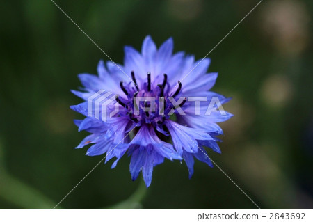 矢車菊 2843692