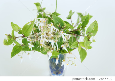 雪下 銳齒茴芹 花朵 2843699