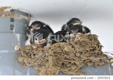 chick, hatchling, young bird 2843922
