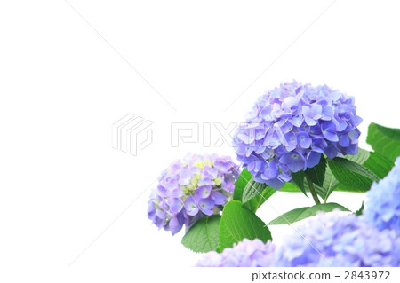 hydrangea hydrangea 2843972