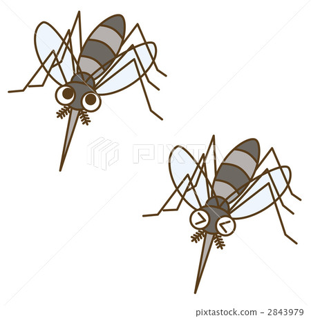 mosquito mosquito 2843979