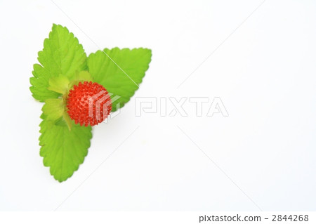 snake strawberry 2844268