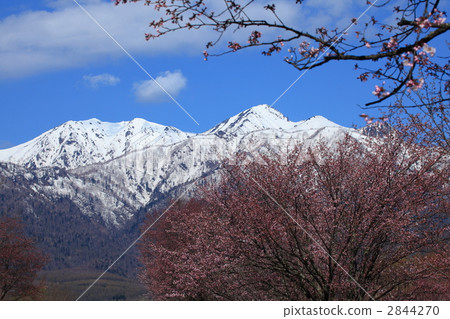 櫻花和Ashibetsu-dake（側身） 2844270