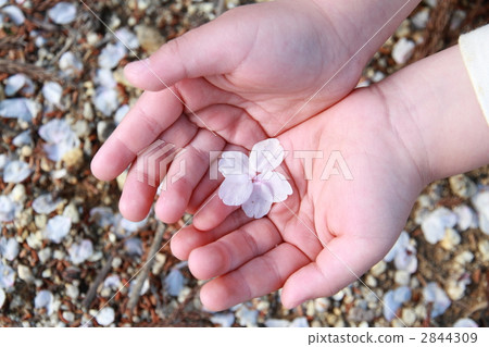 櫻花 櫻 賞櫻 2844309