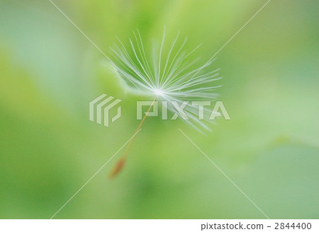 seed, species, dance 2844400