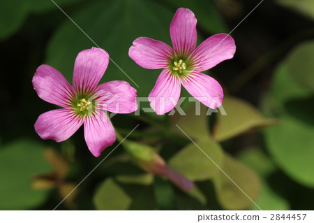 2 Murasaki Kabaki 2 Murasaki Kabaki 2844457