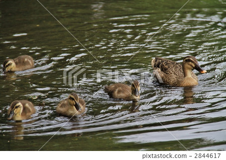 Parent and child of kalgamo 2844617