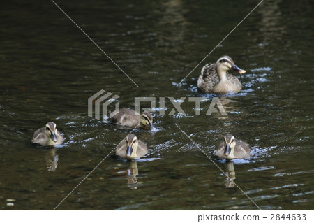 kalgamo的父母和孩子 2844633