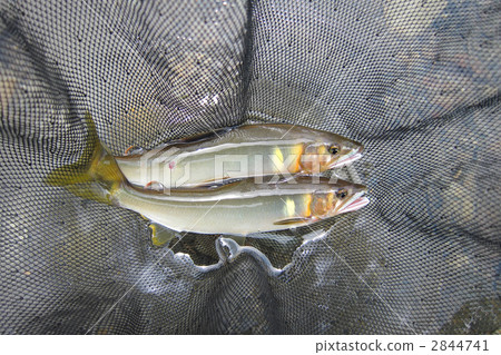 Natural sweetfish that was caught 2844741