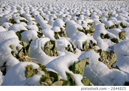 白菜地 下雪 雪 2844825