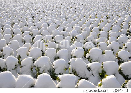 與雪的圓白菜領域 與雪的圓白菜領域 2844833