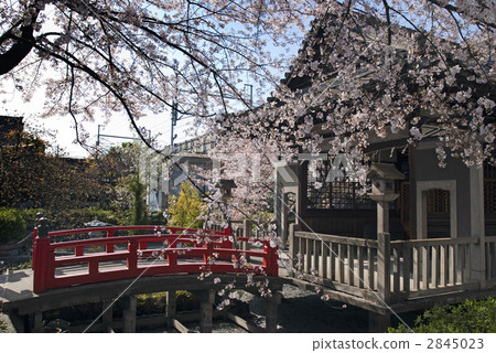 Ran-n-oh神社誕生西瓜 2845023