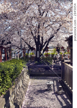 Ran-n-oh神社誕生西瓜 Ran-n-oh神社誕生西瓜 2845054