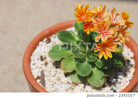 Rock fireworks Rock fireworks 2845057