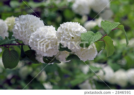 Hasegaji的Odemari 2846591