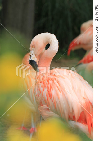 辣椒火烈鳥 2846799