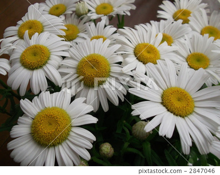Shasta Daisy 2847046