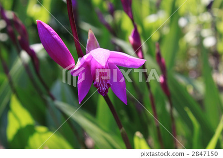 purple orchid, bletilla striata, botanic 2847150