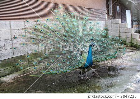 Peacock 2847225